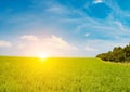 Fresh spring clover field and beautiful sunrise Royalty Free Stock Photo