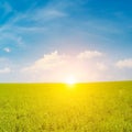 Fresh spring clover field and beautiful sunrise Royalty Free Stock Photo