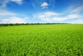 Fresh spring clover field Royalty Free Stock Photo