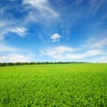 Fresh spring clover field Royalty Free Stock Photo