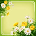 Fresh spring, daisies and dandelions, grass