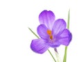 Fresh spring flower - crocus flower in water drops isolated on white background Royalty Free Stock Photo