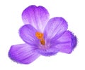 Fresh spring flower - crocus flower in water drops isolated on white background Royalty Free Stock Photo