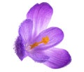 Fresh spring flower - crocus flower in water drops isolated on white background Royalty Free Stock Photo