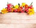 Fresh spring flowers forming a seasonal border Royalty Free Stock Photo