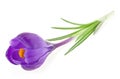Fresh spring flowers - Purple crocus flower isolated on white background. Saffron crocus flower Royalty Free Stock Photo