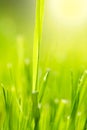 Fresh spring grass Royalty Free Stock Photo