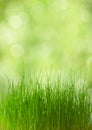 Fresh spring grass Royalty Free Stock Photo