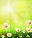 Fresh spring grass with daisies Royalty Free Stock Photo