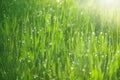 Fresh spring grass with early morning dew. Blurry natural background in green colors. Tender background with meadow grass. Royalty Free Stock Photo