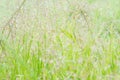 Fresh spring grass flower with dew drops nature background Royalty Free Stock Photo