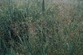 Fresh spring grass flower with dew drops nature background Royalty Free Stock Photo