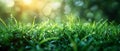 Fresh spring grass with morning dew Royalty Free Stock Photo