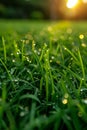 Fresh spring grass with morning dew Royalty Free Stock Photo