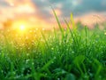 Fresh spring grass with morning dew