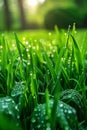 Fresh spring grass with morning dew Royalty Free Stock Photo