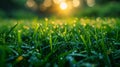 Fresh spring grass with morning dew Royalty Free Stock Photo