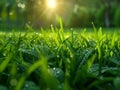 Fresh spring grass with morning dew Royalty Free Stock Photo