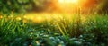Fresh spring grass with morning dew Royalty Free Stock Photo