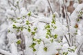 Fresh spring green foliage covered with snow. The branches of the bushes leaned under the weight of sleet