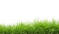 Fresh spring green grass Royalty Free Stock Photo