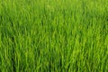 green grass. Beauty natural background. wallpaper green color