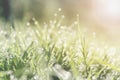 fresh spring green grass with bokeh dew drop and sunlight backg Royalty Free Stock Photo