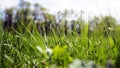 Fresh spring green grass with drops of dew, border design panoramic banner Royalty Free Stock Photo