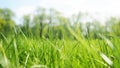 Fresh spring green grass with drops of dew, border design panoramic banner Royalty Free Stock Photo