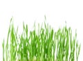 Fresh spring green grass with drops of dew, germination of wheat, isolated on white background Royalty Free Stock Photo