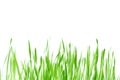 Fresh spring green grass with drops of dew, germination of wheat, isolated on white background Royalty Free Stock Photo