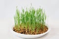 Fresh spring green grass with drops of dew, germination of wheat, isolated on white background Royalty Free Stock Photo