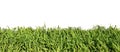 Fresh spring green grass isolated on white Royalty Free Stock Photo