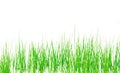 Fresh spring green grass isolated on white background Royalty Free Stock Photo