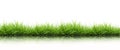 Fresh spring green grass isolated Royalty Free Stock Photo