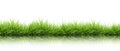 Fresh spring green grass isolated Royalty Free Stock Photo