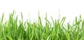 Fresh spring green grass isolated on white background. Royalty Free Stock Photo