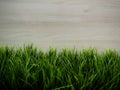 Fresh spring green grass and leaf plant over wood fence background Royalty Free Stock Photo