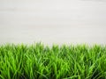 Fresh spring green grass and leaf plant over wood fence background Royalty Free Stock Photo