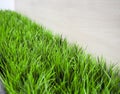 Fresh spring green grass and leaf plant over wood fence background Royalty Free Stock Photo