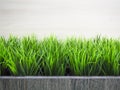 Fresh spring green grass and leaf plant over wood fence background Royalty Free Stock Photo