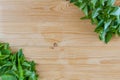 Fresh spring green grass and leaf plant over wood fence background. Royalty Free Stock Photo