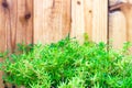 Fresh spring green grass and leaf plant over wood fence background Royalty Free Stock Photo