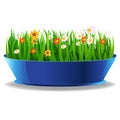 Fresh spring green grass in a pot Royalty Free Stock Photo