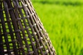 Fresh spring green grass and wood floor. Beauty natural backgroundFresh spring green grass and wood floor. Royalty Free Stock Photo