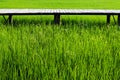 Fresh spring green grass and wood floor. Beauty natural background. Royalty Free Stock Photo