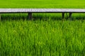 Fresh spring green grass and wood floor. Beauty natural background. Royalty Free Stock Photo
