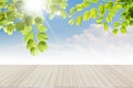 Fresh spring green leaves bule sky Royalty Free Stock Photo