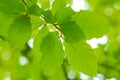 Fresh spring green leaves over blured background Royalty Free Stock Photo