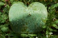 Fresh spring green leaves after the rain. Raindrops on the green bush. Sunny day Royalty Free Stock Photo